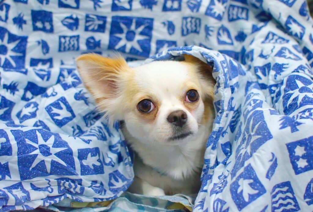 Chihuahua tapado con un cojin
