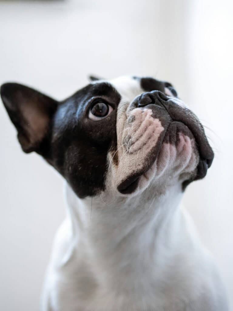 Bulldog Francés