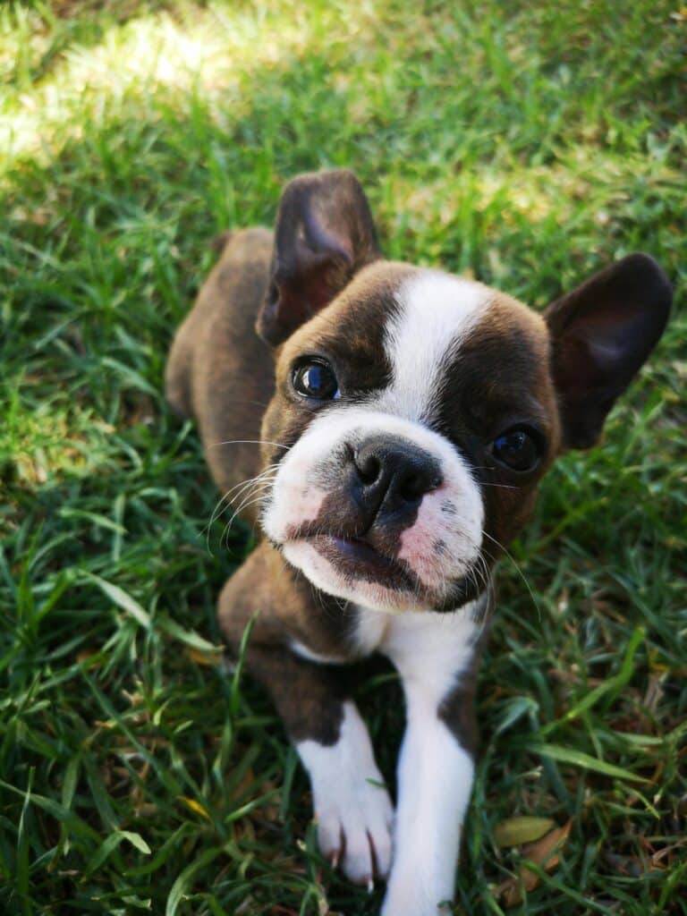 Boston Terrier en el cesped