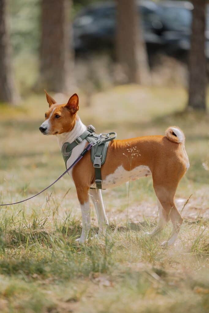 Basenji paseando