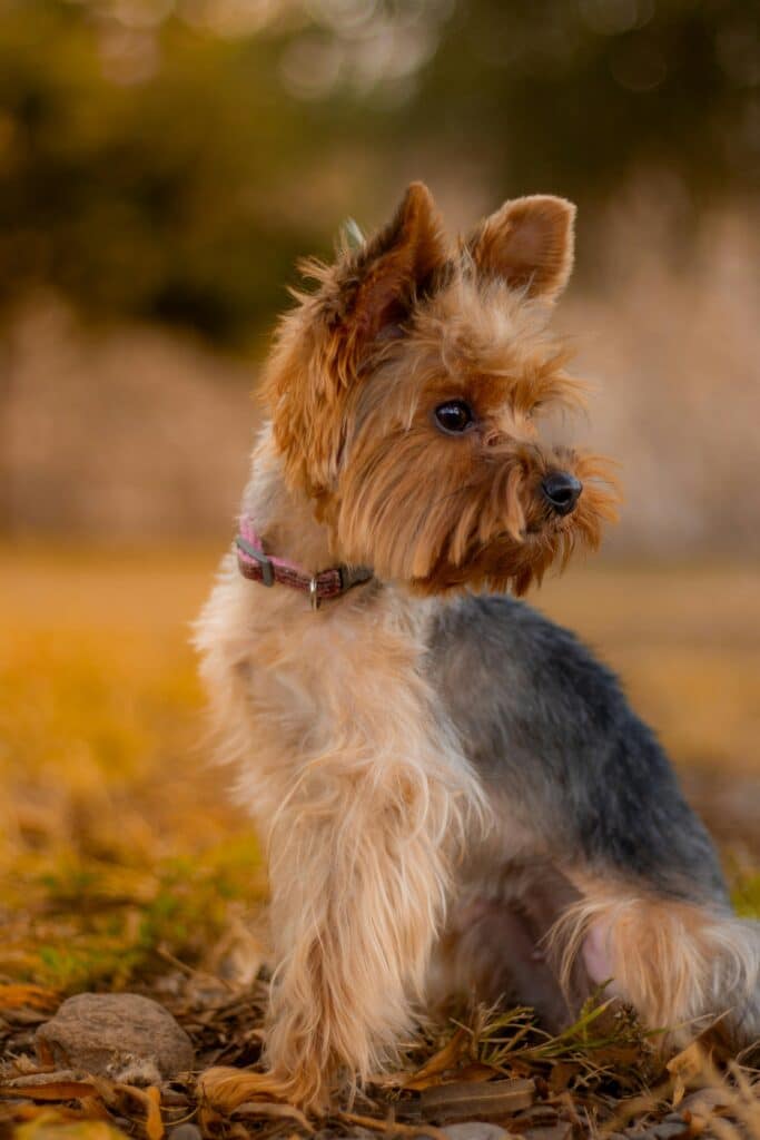 Yorkshire Terrier en el bosque