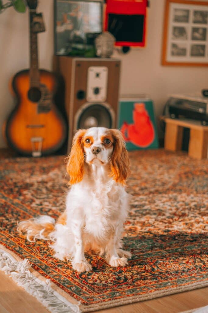 Cavalier King Charles Spaniel en casa