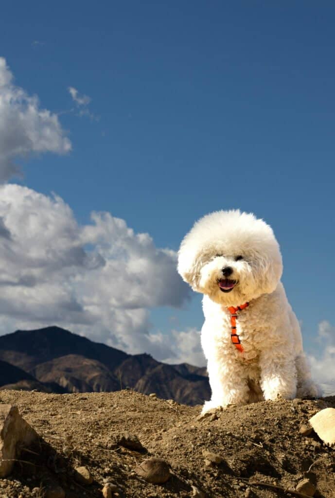 Bichón Frisé en el teide
