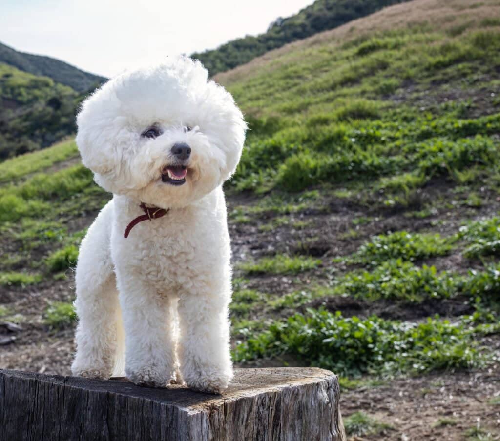 Bichón Frisé en el campo