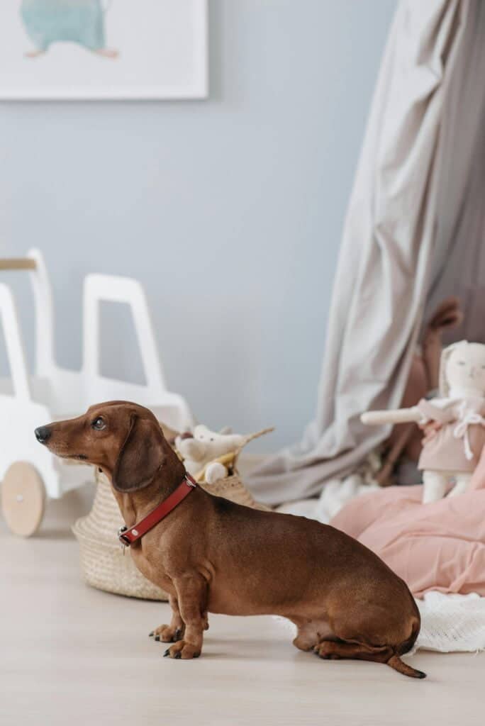 Dachshund sentado