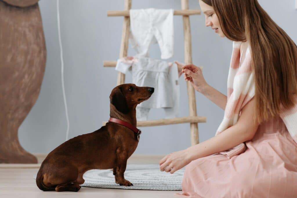 Dachshund jugando