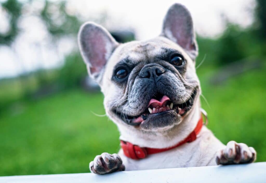 Bulldog Francés contento