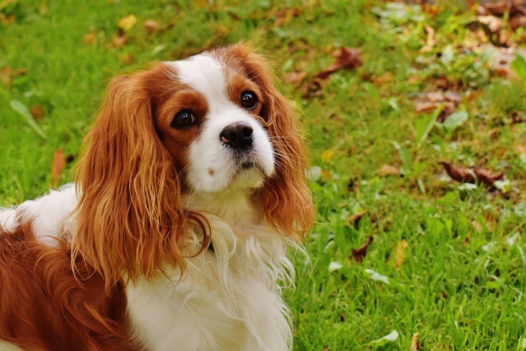 Cavalier King Charles Spaniel en el campo