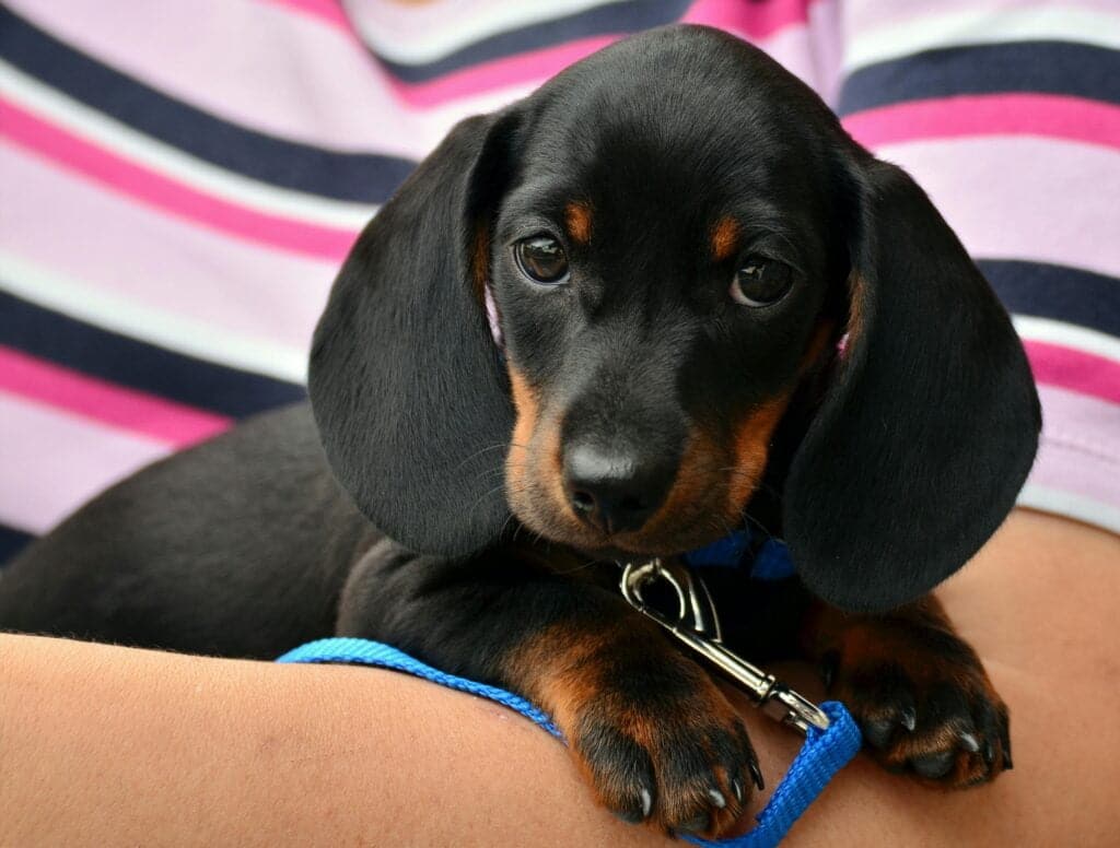 Dachshund cachorro