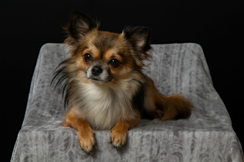 Chihuahua en un sofa