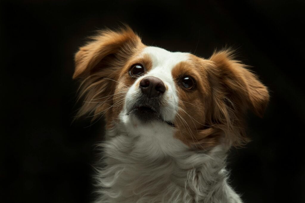 Papillon mirando la camara