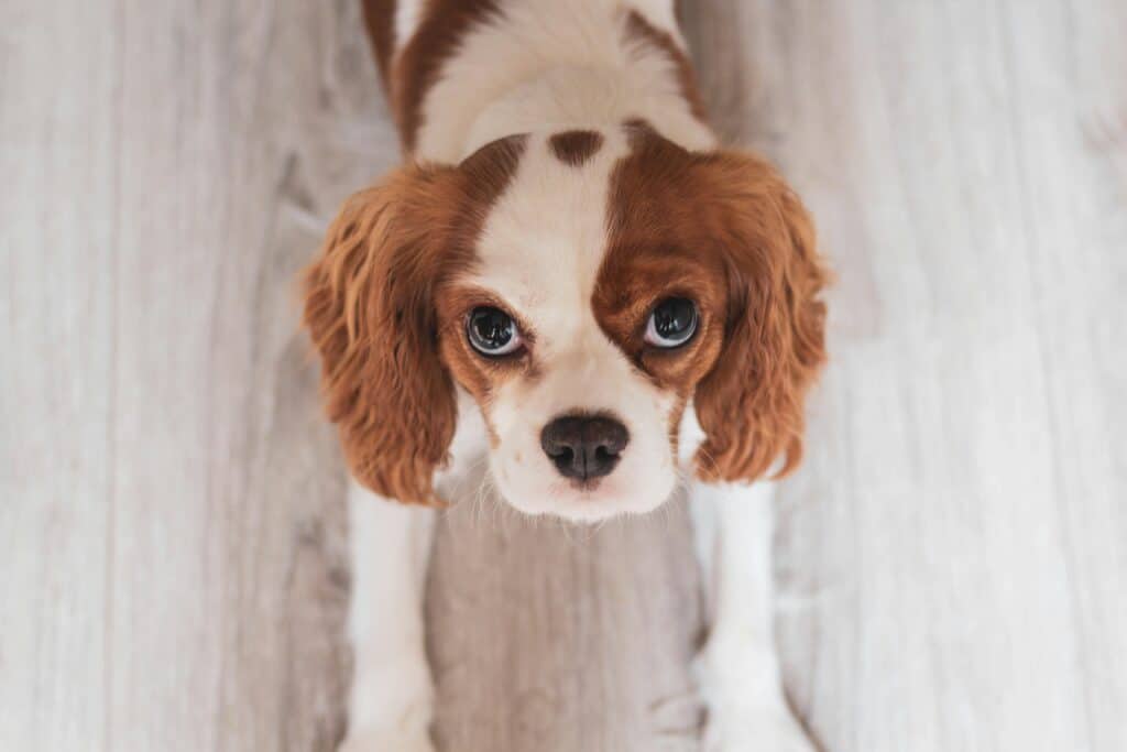 Cavalier King Charles Spaniel mirando arriba