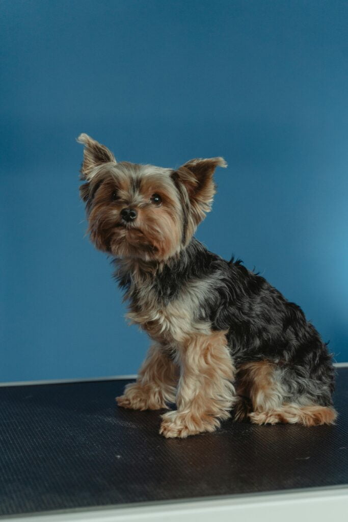 Yorkshire Terrier en el veterinario