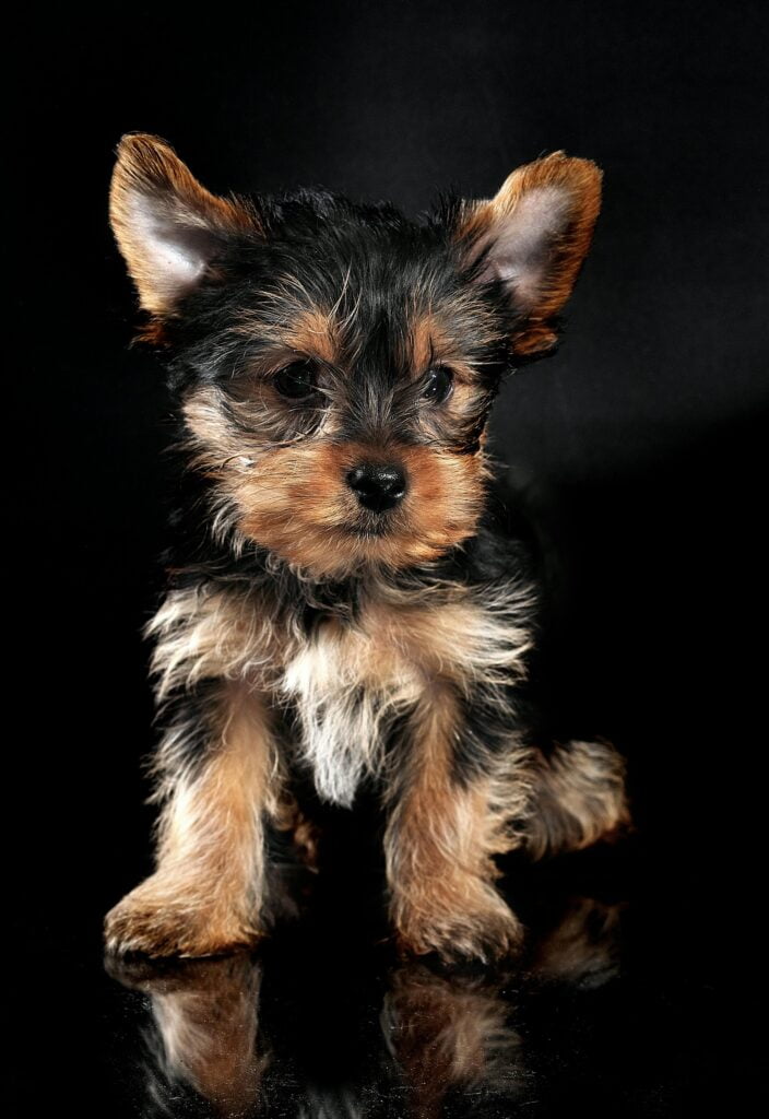 Yorkshire Terrier con fondo negro