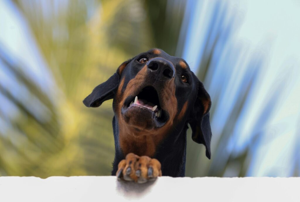brauner und schwarzer Hund
