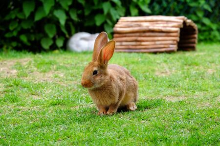 Kaninchen spielt im Garten